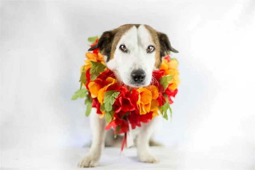 Paxlovid Benefits: 5 Key Facts About This COVID-19 Antiviral